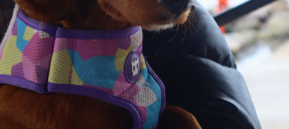 Close-up portrait of a brown dog held in someones arms in a colorful harness