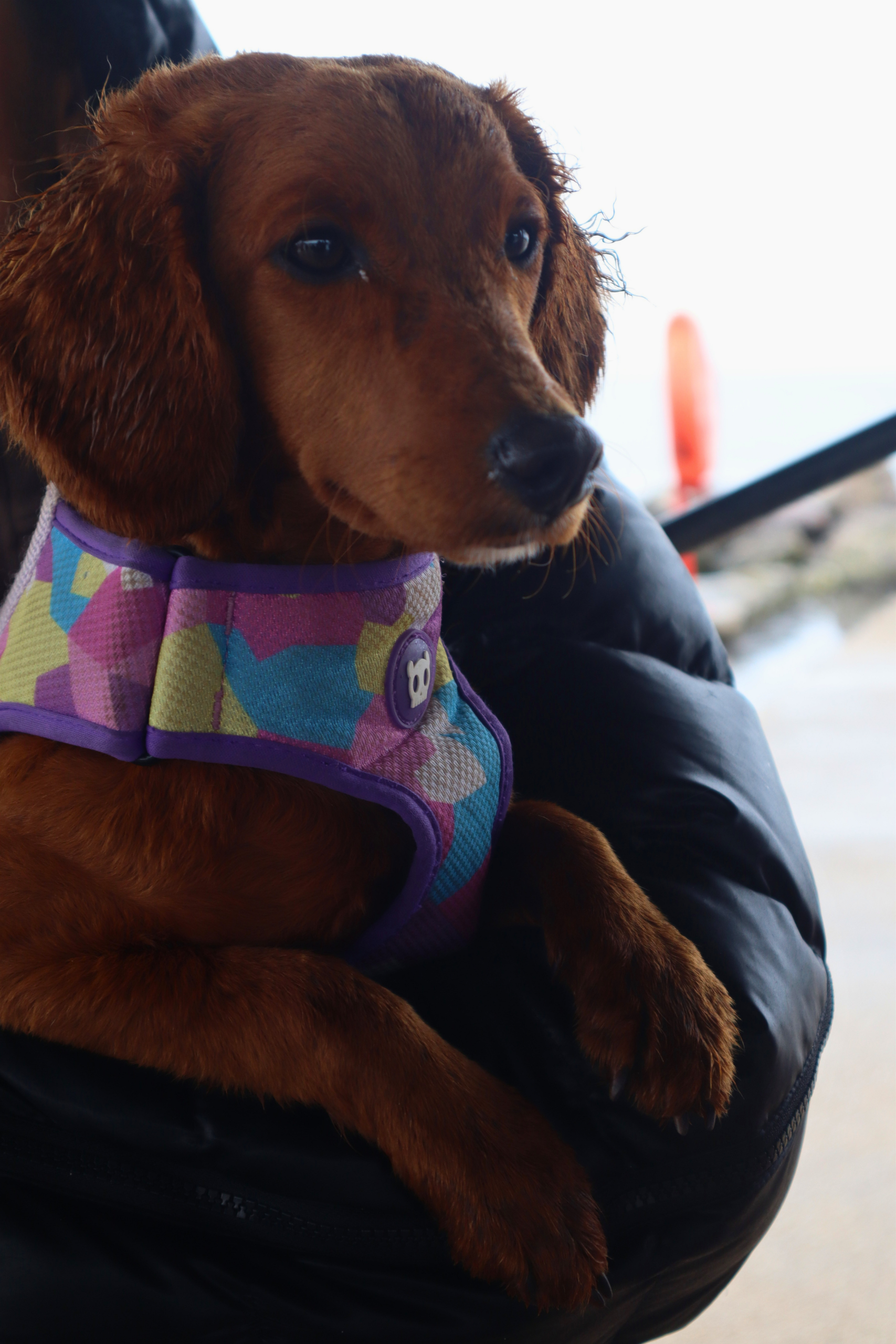 Close-up portrait of a brown dog held in someones arms in a colorful harness