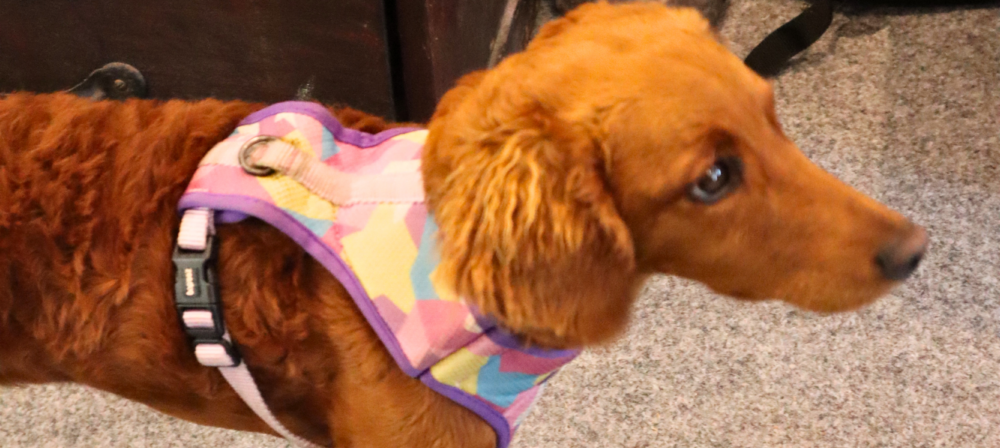 Golden retriever wearing a colorful harness
