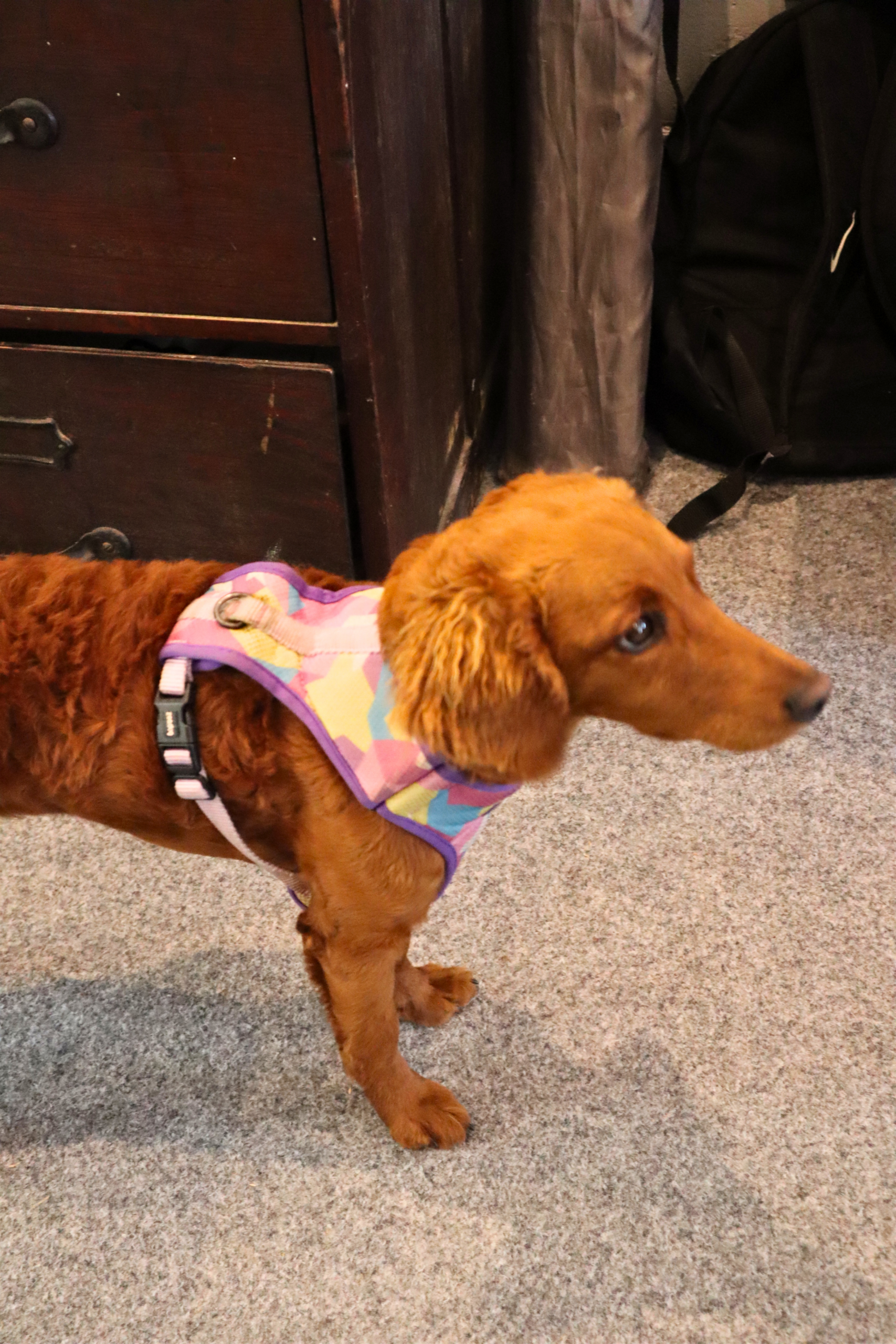 Golden retriever wearing a colorful harness