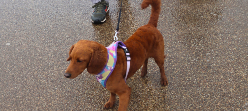 Small dog walking on wet sand