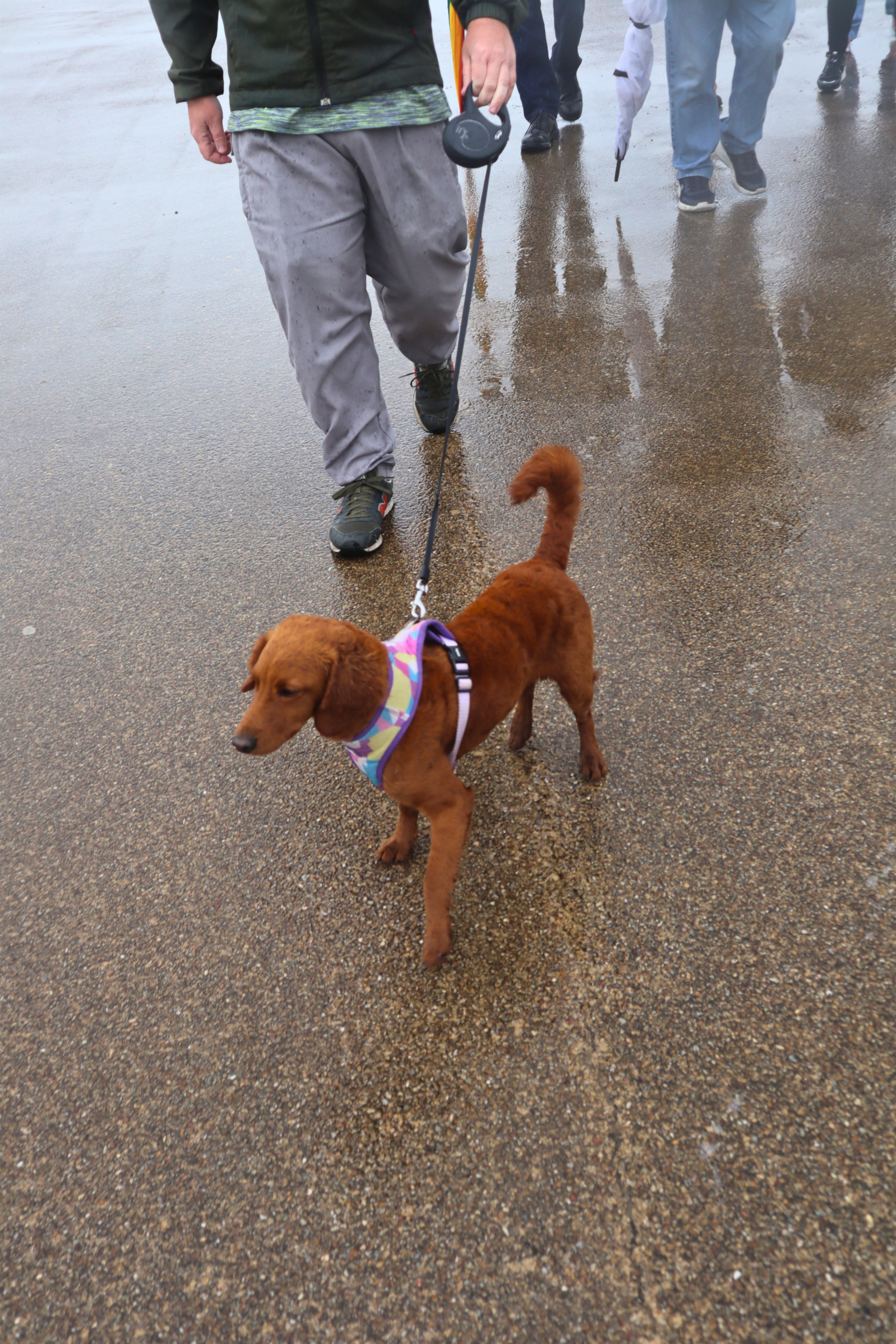 Small dog walking on wet sand